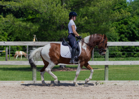 HorseID: 2313583 Maverick - PhotoID: 1099091
