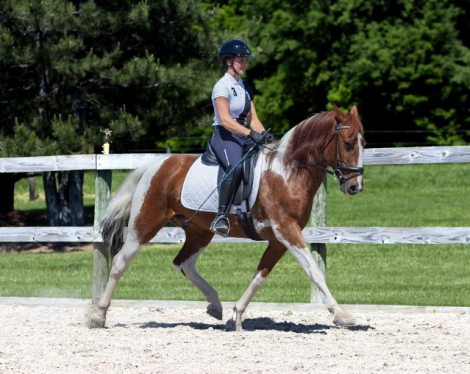 HorseID: 2313583 Maverick - PhotoID: 1099092