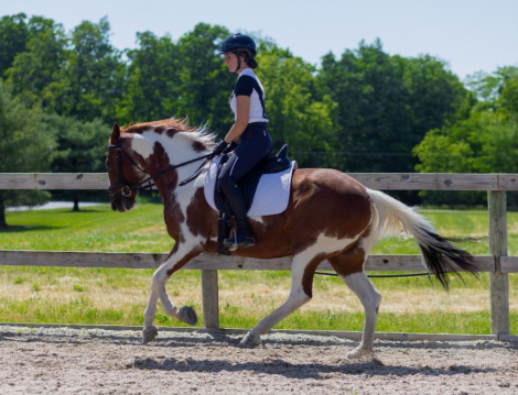 HorseID: 2313583 Maverick - PhotoID: 1099093