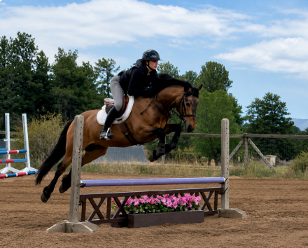 HorseID: 2313593 Golden Ace - PhotoID: 1099307