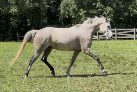 HorseID: 2313601 TTT Little Whiz - PhotoID: 1099197