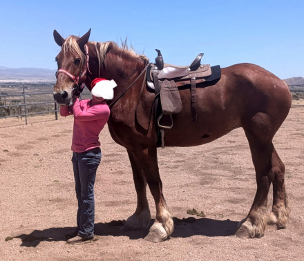 HorseID: 2313607 Lillyanne - PhotoID: 1100819