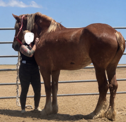 HorseID: 2313607 Lillyanne - PhotoID: 1100820