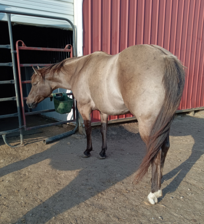HorseID: 2313621 Sisters got money - PhotoID: 1099786
