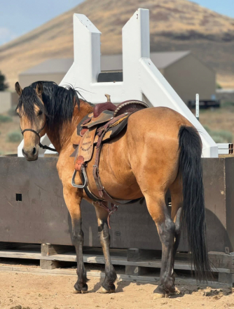 HorseID: 2313660 Spartakiss - PhotoID: 1099190