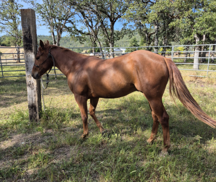 HorseID: 2313688 SURE AS A CAT - PhotoID: 1099189