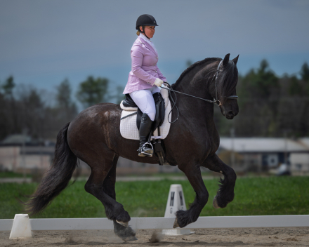 HorseID: 2313690 Abe D. fan Sumar - PhotoID: 1099191
