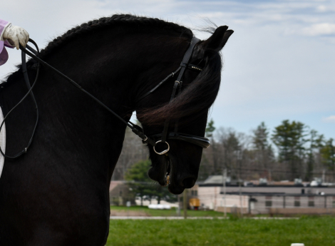HorseID: 2313690 Abe D. fan Sumar - PhotoID: 1099192