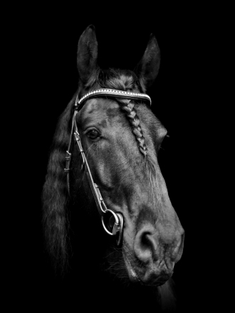 HorseID: 2313690 Abe D. fan Sumar - PhotoID: 1099193