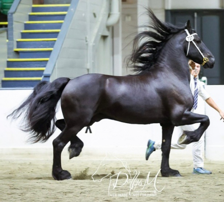HorseID: 2313690 Abe D. fan Sumar - PhotoID: 1099194