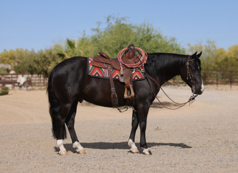 HorseID: 2313701 DT TRASHYA ONE TIME - PhotoID: 1099198