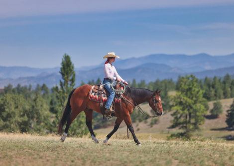 HorseID: 2313702 HUDSEN BAY - PhotoID: 1099203
