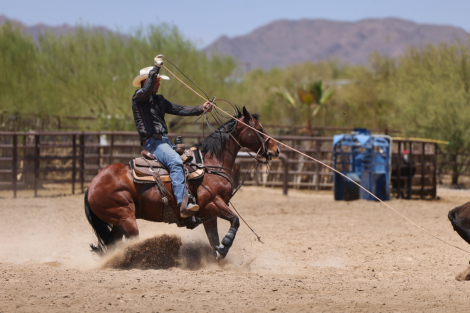 HorseID: 2313702 HUDSEN BAY - PhotoID: 1099204