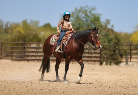 HorseID: 2313702 HUDSEN BAY - PhotoID: 1099205