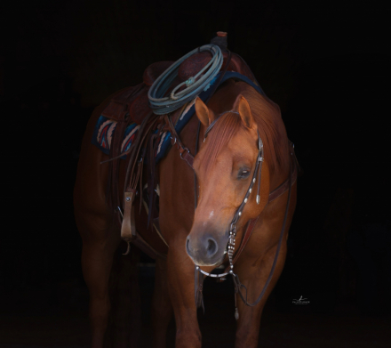 HorseID: 2313705 RUF AFFAIR - PhotoID: 1099206