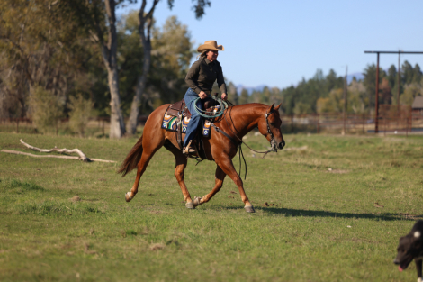 HorseID: 2313705 RUF AFFAIR - PhotoID: 1099207