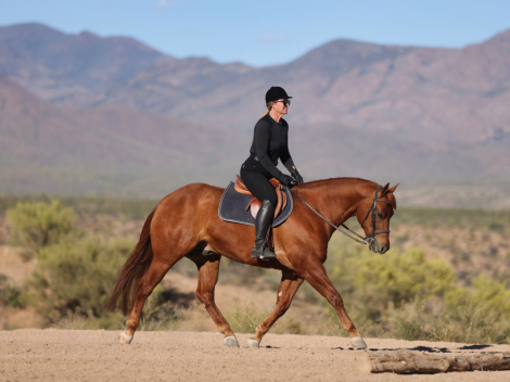 HorseID: 2313705 RUF AFFAIR - PhotoID: 1099208