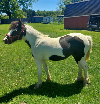 HorseID: 2313706 Juniper - PhotoID: 1099211