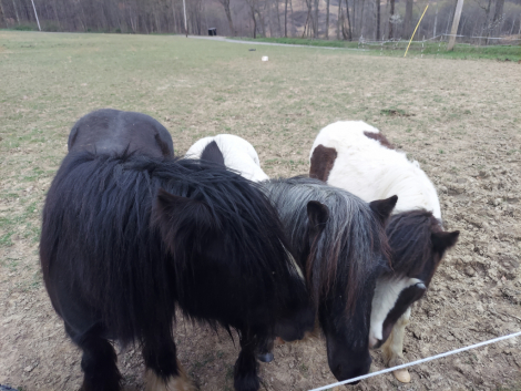 HorseID: 2313706 Juniper - PhotoID: 1099212