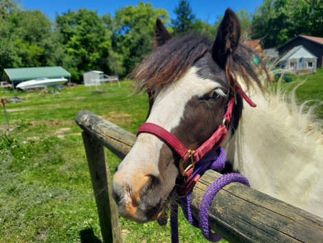 HorseID: 2313706 Juniper - PhotoID: 1099213