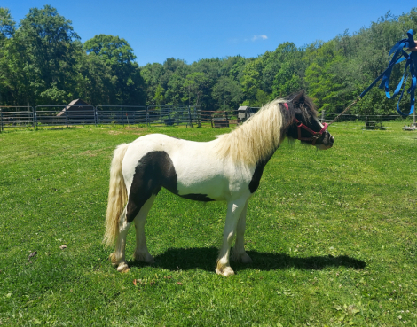 HorseID: 2313706 Juniper - PhotoID: 1099214