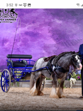 HorseID: 2313706 Juniper - PhotoID: 1099215