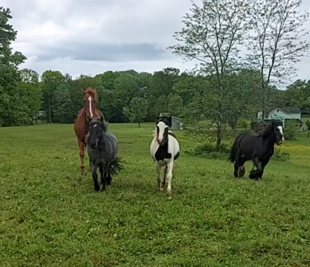 HorseID: 2313706 Juniper - PhotoID: 1099216