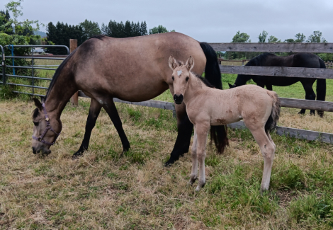HorseID: 2313707 Xorcerer PWR - PhotoID: 1099217
