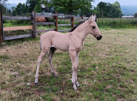 HorseID: 2313707 Xorcerer PWR - PhotoID: 1099218