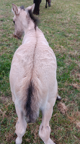 HorseID: 2313707 Xorcerer PWR - PhotoID: 1099219