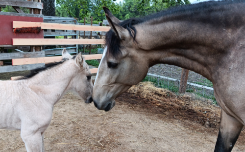 HorseID: 2313707 Xorcerer PWR - PhotoID: 1099220
