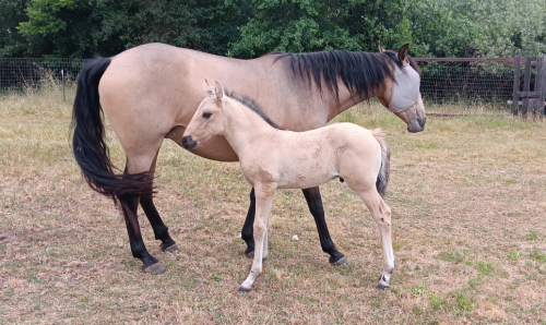 HorseID: 2313707 Xorcerer PWR - PhotoID: 1099221