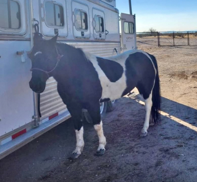 HorseID: 2313708 Chance Utopian Jag - PhotoID: 1099223