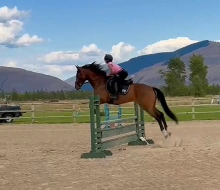 HorseID: 2313712 Love that kid - PhotoID: 1099225