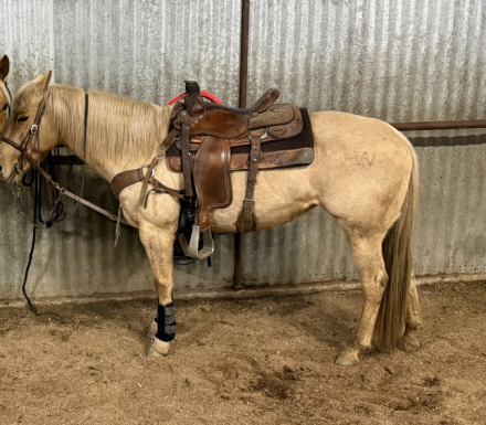 HorseID: 2313714 Jaw Sun Frost Olena - PhotoID: 1099241