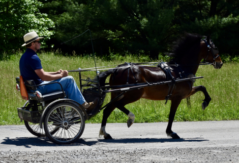 HorseID: 2313716 Freddy - PhotoID: 1099238