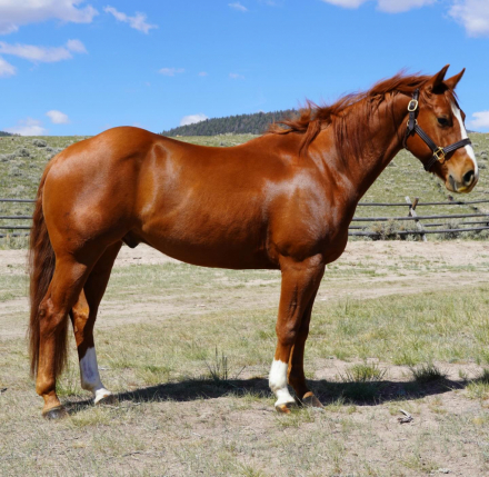 HorseID: 2313717 One Ichi Time - PhotoID: 1099228