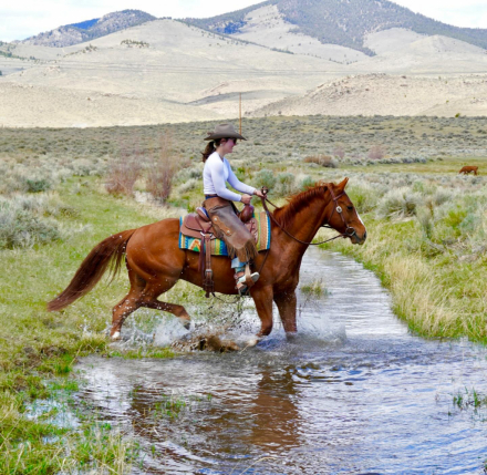 HorseID: 2313717 One Ichi Time - PhotoID: 1099230