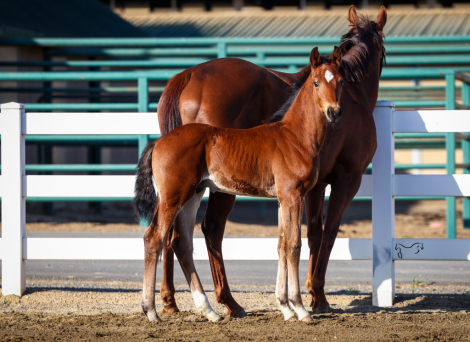 HorseID: 2313720 Wintun RTH - PhotoID: 1099232
