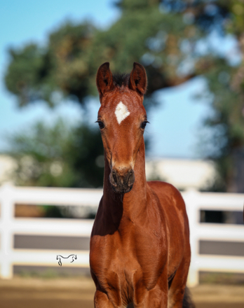 HorseID: 2313720 Wintun RTH - PhotoID: 1099233