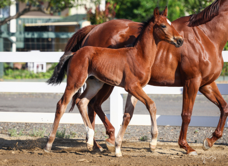 HorseID: 2313720 Wintun RTH - PhotoID: 1099234