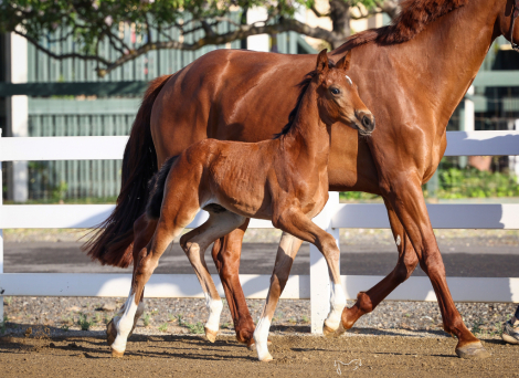 HorseID: 2313721 Wailaki RTH - PhotoID: 1099235