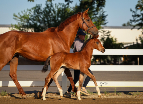 HorseID: 2313721 Wailaki RTH - PhotoID: 1099236