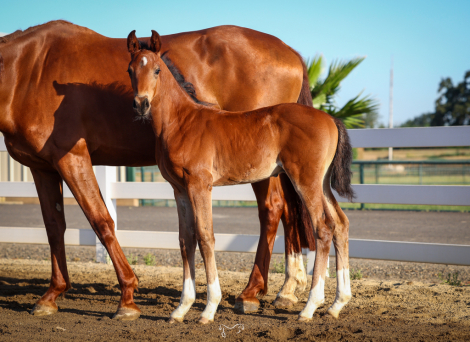 HorseID: 2313721 Wailaki RTH - PhotoID: 1099237