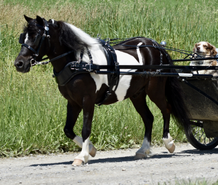 HorseID: 2313722 Dallas - PhotoID: 1099240