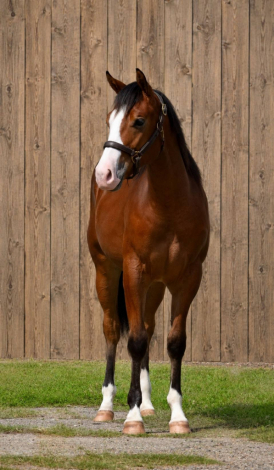 HorseID: 2313723 CH Ad Astra - PhotoID: 1099243