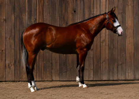 HorseID: 2313723 CH Ad Astra - PhotoID: 1099244