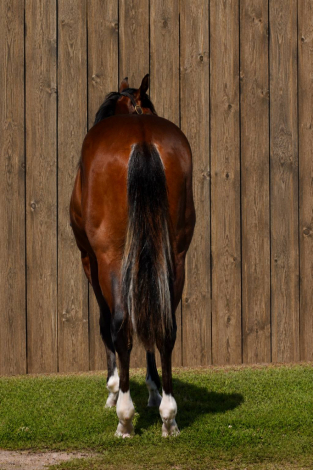 HorseID: 2313723 CH Ad Astra - PhotoID: 1099245