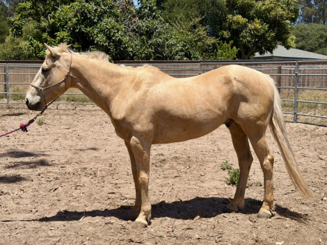 HorseID: 2313724 Mr Frenchmans San - PhotoID: 1099247