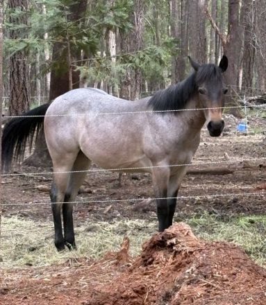 HorseID: 2313725 Asher - PhotoID: 1099248